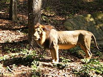 http://upload.wikimedia.org/wikipedia/commons/thumb/a/aa/Lion-in-thiruvanathapuram-zoo-natural-habitat.JPG/220px-Lion-in-thiruvanathapuram-zoo-natural-habitat.JPG